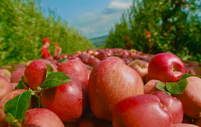 Путь кубанских яблок - от сбора урожая до вкусных и полезных соков «Дары Кубани»